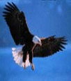 As the eagle soars free in the sky so is my love for you